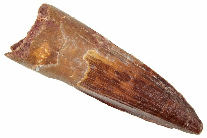 Fossil Spinosaurus Tooth - Real Dinosaur Tooth #239259